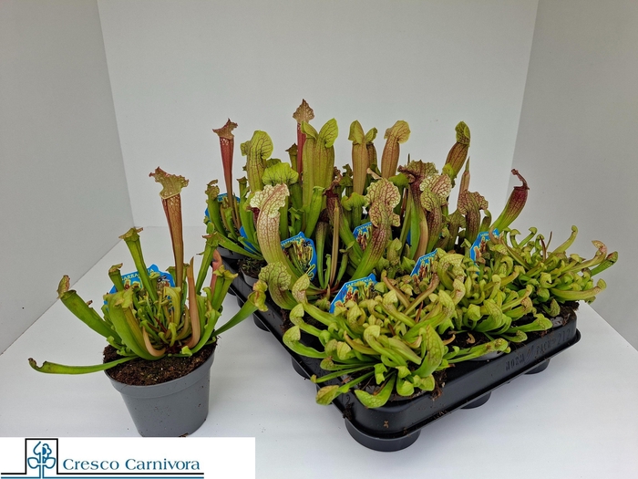 <h4>SARRACENIA OV</h4>