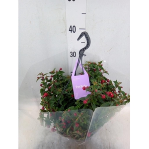 Fuchsia  'Bella Fuchsia Maria'