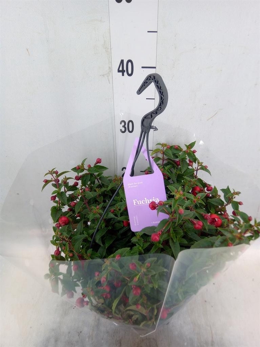 <h4>Fuchsia  'Bella Fuchsia Maria'</h4>