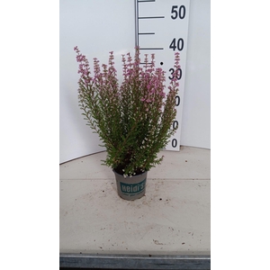 Erica gracilis HEIDI'S Gloria
