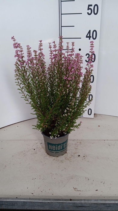 <h4>Erica gracilis HEIDI'S Gloria</h4>