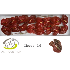 Anthurium Choco