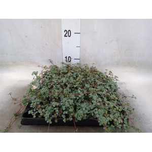 Pilea glaucophylla 'Greyzy'