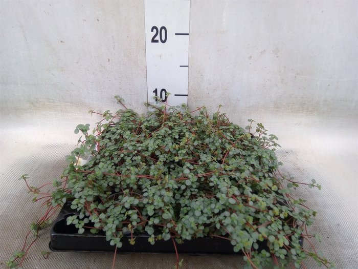 <h4>Pilea glaucophylla 'Greyzy'</h4>
