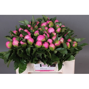 Paeonia Monsieur Jules Elie