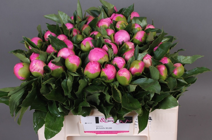 <h4>Paeonia Monsieur Jules Elie</h4>