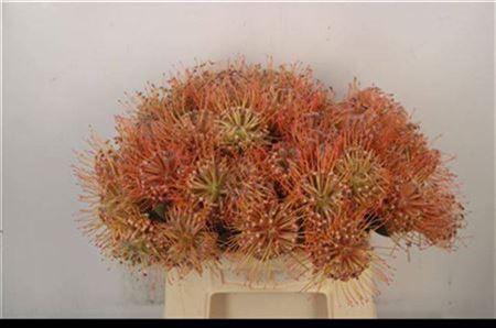 <h4>Leuco Co Spider</h4>