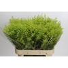 Solidago Tara Gold