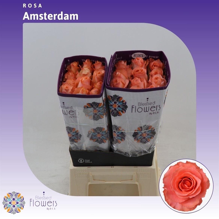 <h4>Rosa gr Amsterdam****</h4>