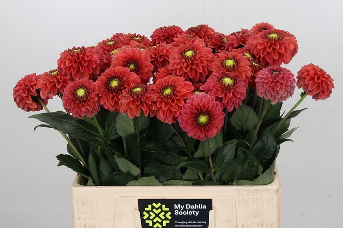 <h4>Dahlia Orange Fox</h4>