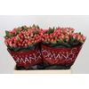 Hypericum Sweet Romance