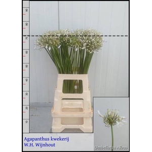 Agap Umbellatus Albu