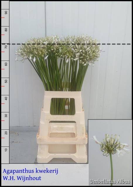 <h4>Agap Umbellatus Albu</h4>