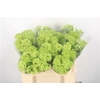 Viburnum Roseum Per Bunch 3+