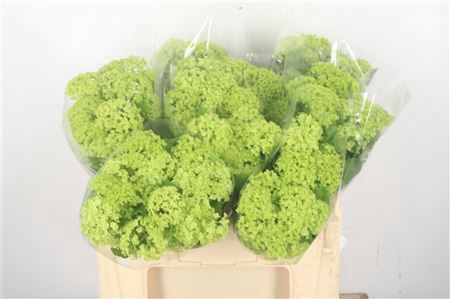 Viburnum Roseum Per Bunch 3+