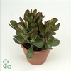 Crassula ovata Sunset 24Ø 65cm