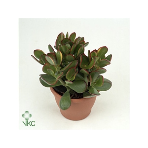 Crassula Sunset Julia Groen Keramiek