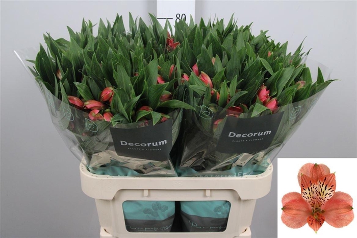 <h4>Alstr Estee</h4>