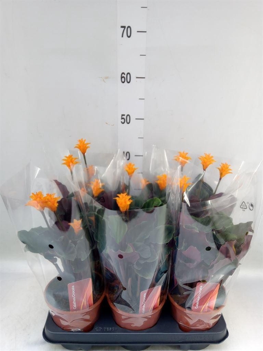 <h4>Calathea crocata</h4>