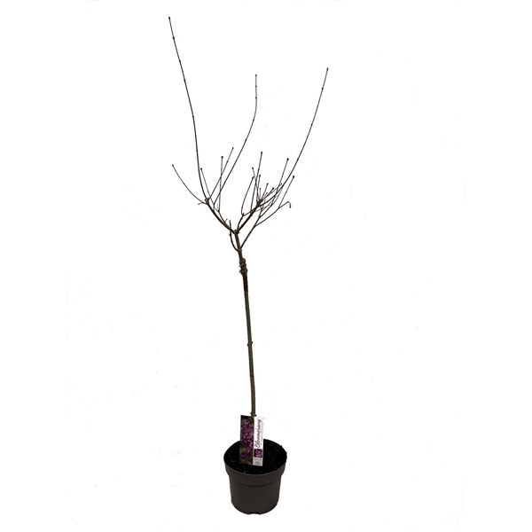 <h4>Syringa Blooming mix 60cm stam C3</h4>