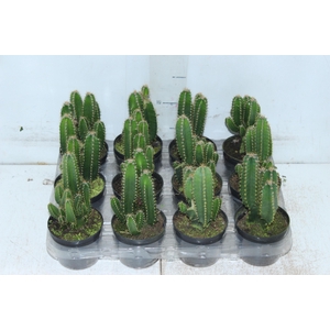 CACTUS ACANTHOCEREUS TETRAGONUS P09
