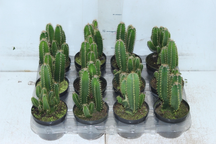 <h4>CACTUS ACANTHOCEREUS TETRAGONUS P09</h4>