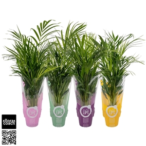 MoreLIPS® Dypsis Lutescens P19cm - H100cm in ShowHoes (Areca)