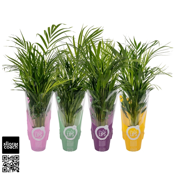 <h4>MoreLIPS® Dypsis Lutescens P19cm - H90cm in ShowHoes (Areca)</h4>