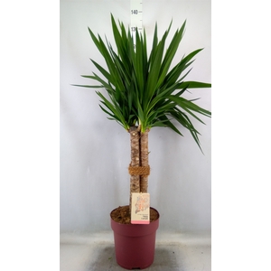 Yucca elephantipes   ...