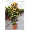 Codiaeum Mrs Iceton
