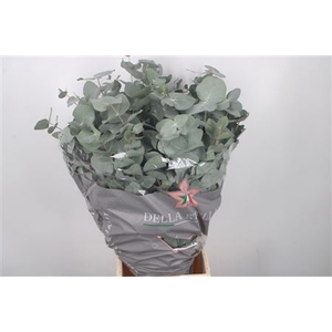 EUC CINEREA PER BUNCH 200 GRAM S U