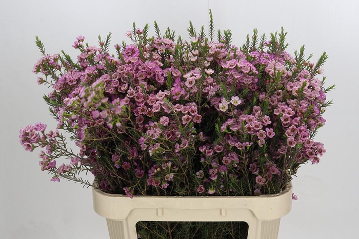 <h4>Chamelaucium Adi</h4>