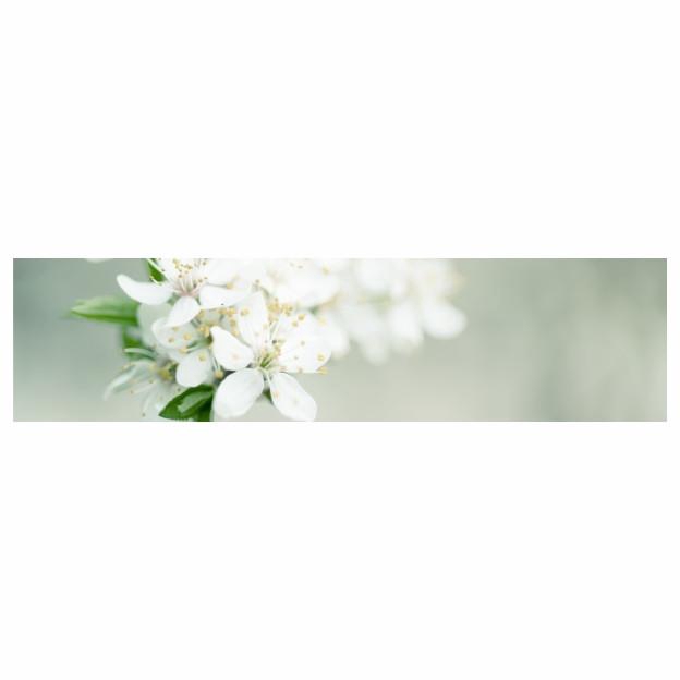<h4>Labels Card 20*5cm x20 Blank</h4>