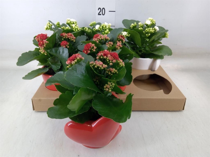 <h4>Arr.    Planten  L%</h4>