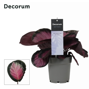 Calathea Rosy Roseo Picta (Decorum)