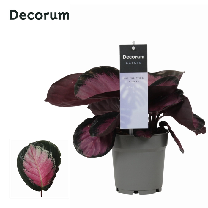 <h4>Calathea Rosy Roseo Picta (Decorum)</h4>