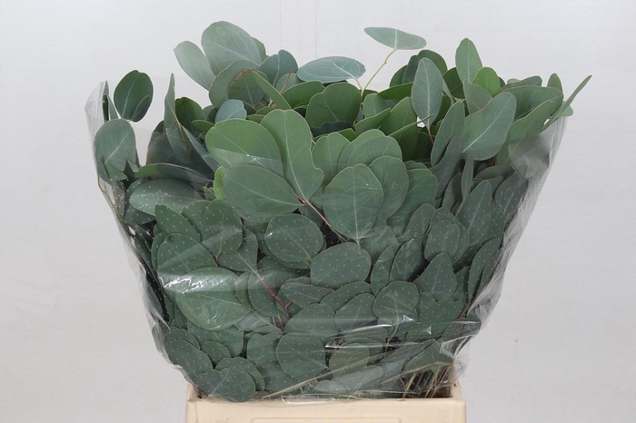 <h4>Euc. Populus Leaf (Per Stem)</h4>