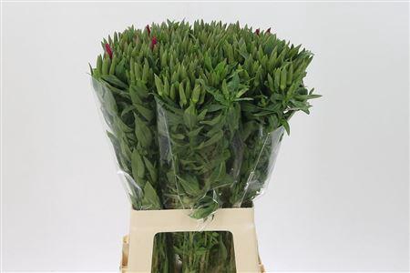 <h4>Clarkia Am Gr Red</h4>