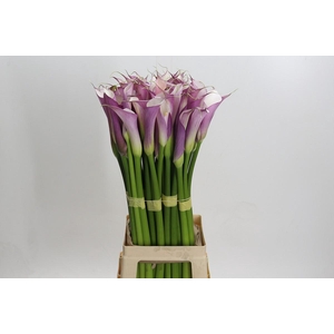 Zantedeschia Eydolls Purple White