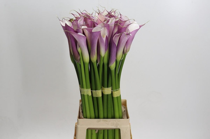 <h4>Zantedeschia Eydolls Purple White</h4>