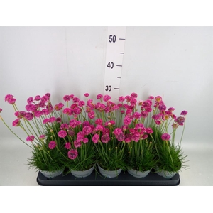 Armeria maritima