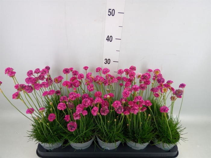 <h4>Armeria maritima</h4>