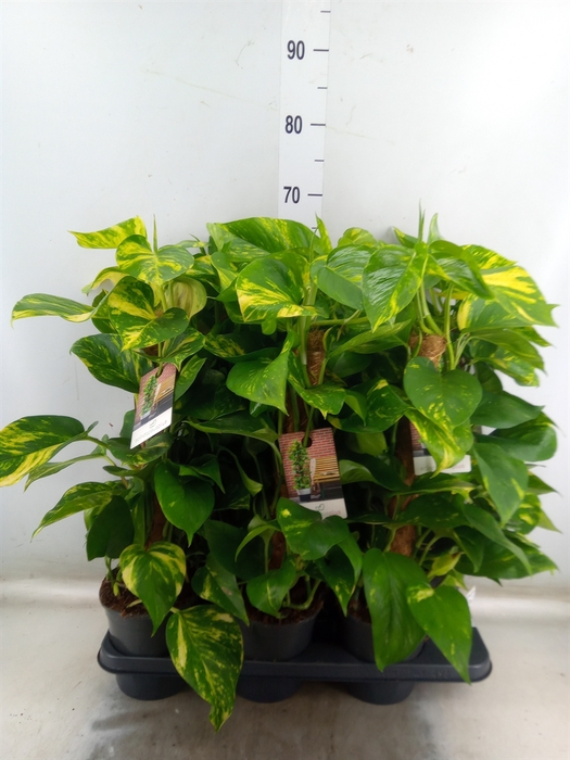<h4>Epipremnum pinn.   ...moss stick</h4>