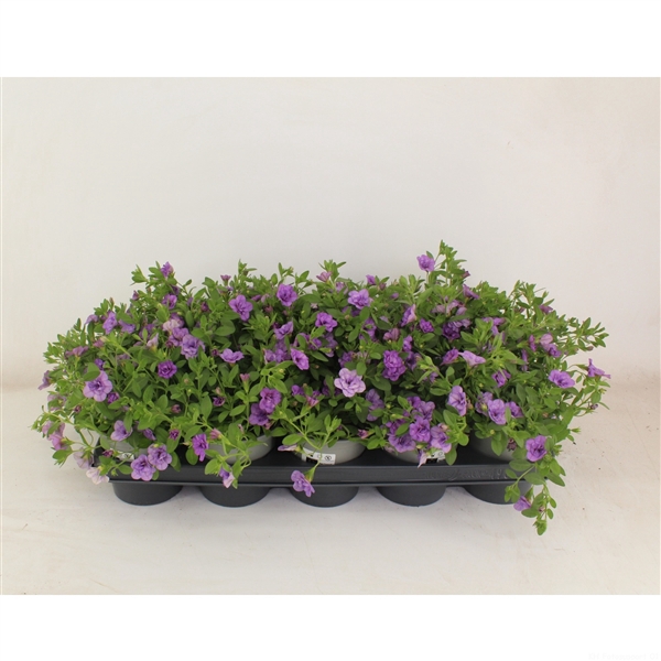 <h4>Calibrachoa Doubble light blue</h4>
