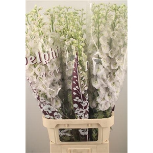 Delph El Dewi White Smile