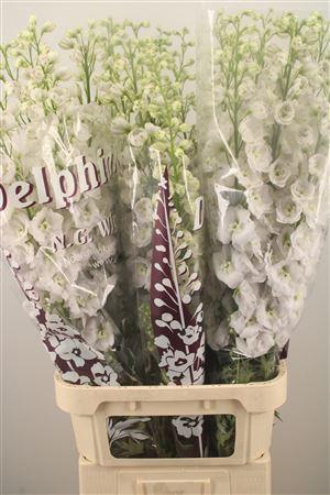 <h4>Delph El Dewi White Smile</h4>