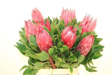 <h4>Protea Cy Madiba</h4>