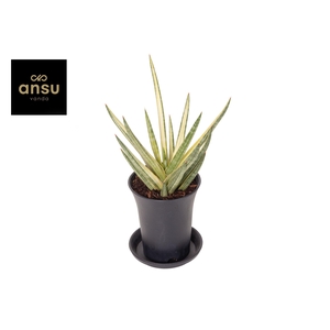 Sansevieria Almond Pirate Hat in sierpot
