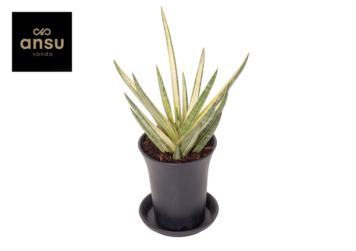 <h4>Sansevieria Almond Pirate Hat in sierpot</h4>