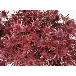 Eryng Orion Bordeaux / Gli L60